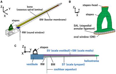 Effectiveness of active middle ear implant placement methods in pathological conditions: basilar membrane vibration simulation